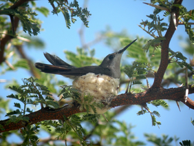 smaragdkolibrie op een nest in een boom