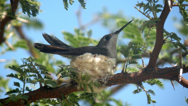 smaragdkolibrie op een nest in een boom
