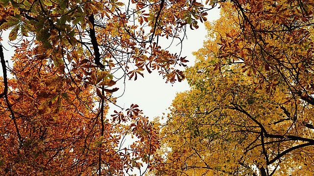 bomen met kleurrijke herfstbladeren