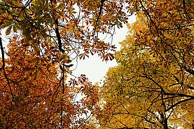 bomen met kleurrijke herfstbladeren